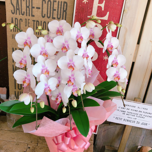 新作♡現品のみ【ホワイト色 胡蝶蘭ミキスマイル】ラッピングつき