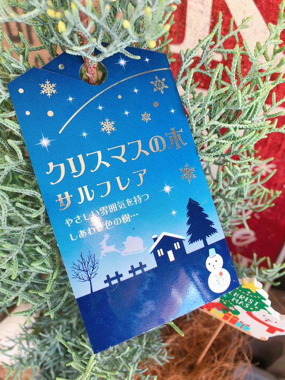 ラスト！新作♡【クリスマスの木 サルフレア】サンタピック付♪白系ブリキ鉢！可愛いクリスマスツリーにも♪ 7枚目の画像