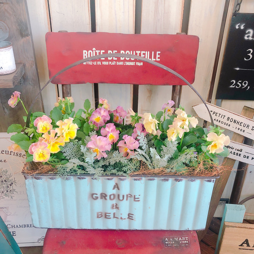 パステルフリル　ビオラの寄植え ビオラ&パンジーの寄せ植え | 小さな悦び