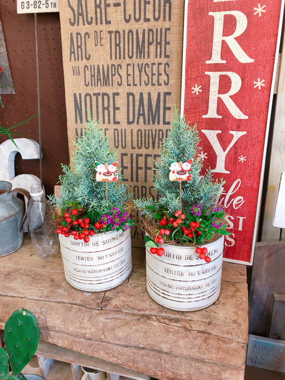 ラスト♡【クリスマスの木 サルフレア寄せ植え】可愛いガーデニング