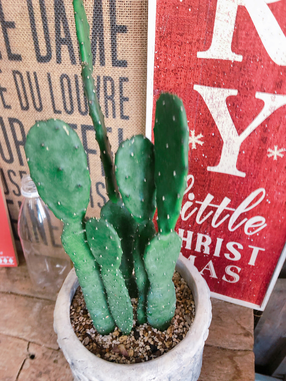 新作♡現品【サボテン】素敵な陶器鉢♪育てやすい多肉植物♡大人気の多肉植物♡ 2枚目の画像