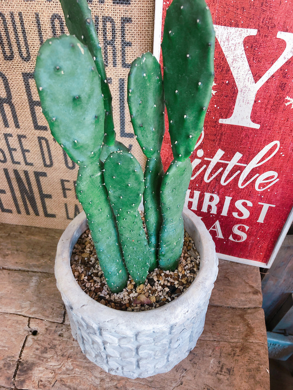 新作♡現品【サボテン】素敵な陶器鉢♪育てやすい多肉植物♡大人気の多肉植物♡ 5枚目の画像