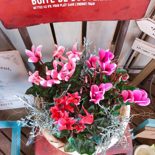 新作♡現品【ガーデンシクラメン3色寄せ植え】華やかなガーデニング