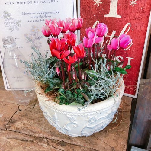 ☆３色３鉢セット☆華やかに長く楽しむ寄せ植え☆花☆ 新作♡現品【ガーデンシクラメン3色寄せ植え】華やかなガーデニング