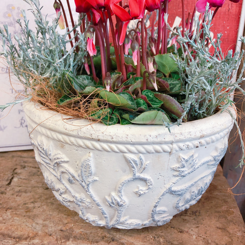 新作♡現品【ガーデンシクラメン3色寄せ植え】華やかなガーデニング