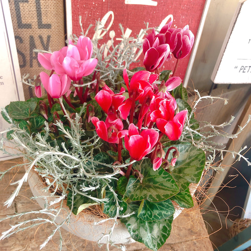 再販！新作♡【ガーデンシクラメン3色寄せ植え】華やかな