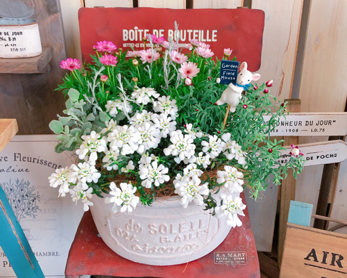 新作♡現品【毎年楽しめるマーガレット2色寄せ植え】白陶器鉢！可愛い