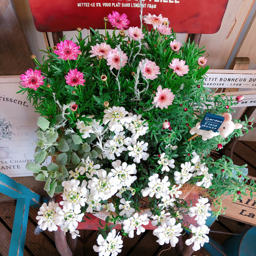新作♡現品【毎年楽しめるマーガレット2色寄せ植え】白陶器鉢！可愛い
