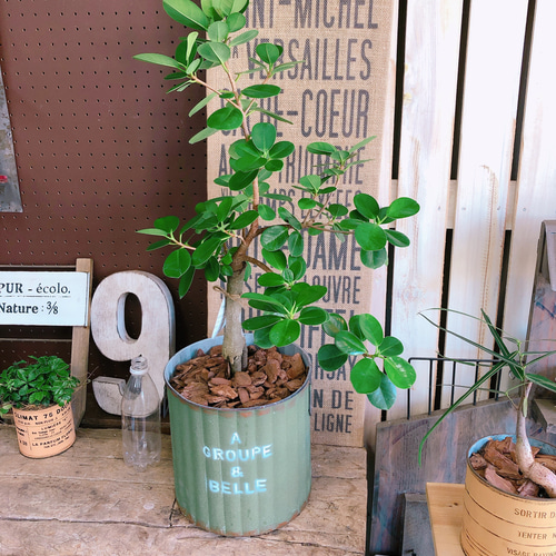 希少！現品♡【パンダガジュマル】幸せの木♡かっこいい観葉植物