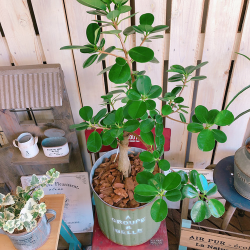 希少！現品♡【パンダガジュマル】幸せの木♡かっこいい観葉植物