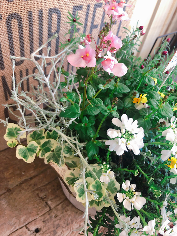 現品SALE♡【人気の春色！たっぷり寄せ植え】白ブリキ鉢！アイアンピック付きナチュラルガーデニング♡ 9枚目の画像