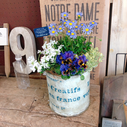 のオシャレな 植物 アンティークな鉢に涼し気な寄せ植え