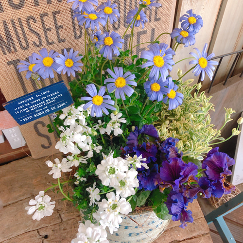 ブルーデージー♡【素敵な寄せ植え】アンティーク風ブリキ鉢