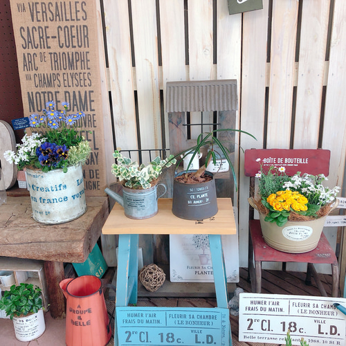 アンティーク風　ブリキ♡鉢 楽天市場】ブリキプランター アンティークの通販