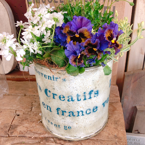 ブルーデージー♡【素敵な寄せ植え】アンティーク風ブリキ鉢