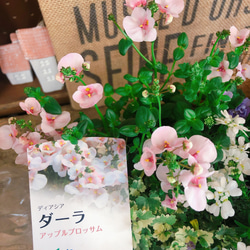 再販ラスト！陶器ガーデニング♡【毎年楽しめる寄せ植え】優しいお色の春色ナチュラルガーデニング♡ 2枚目の画像