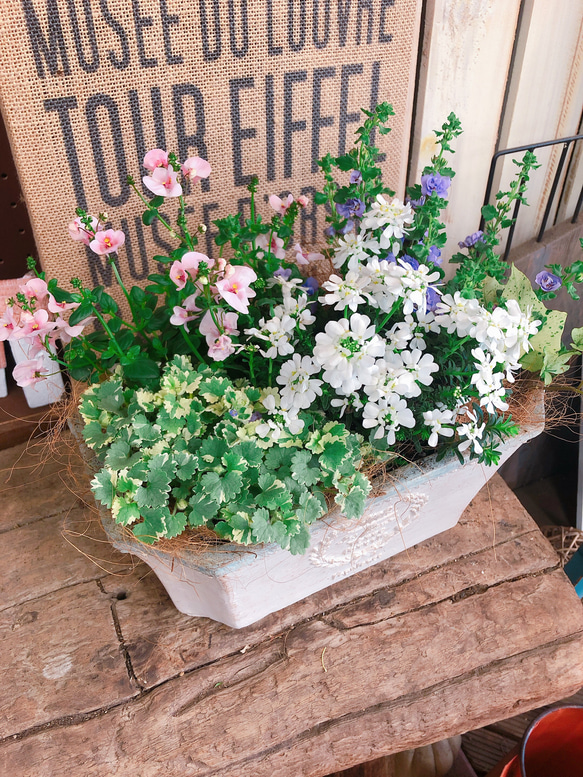 再販ラスト！陶器ガーデニング♡【毎年楽しめる寄せ植え】優しいお色の春色ナチュラルガーデニング♡ 7枚目の画像