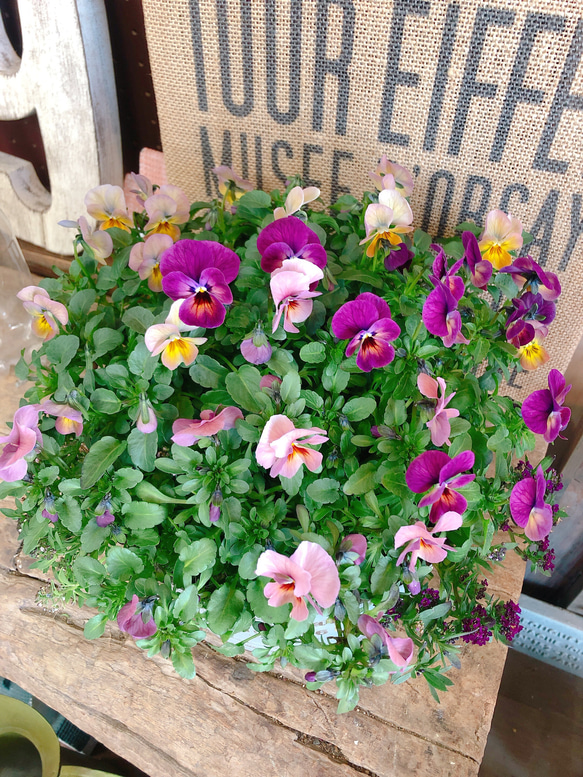 セダム属 多肉植物 紫と緑のグラデーション 葉 多肉植物 紫と緑の