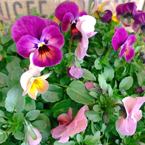 現品SALE♡【アンティークカラービオラ寄せ植え】おしゃれな