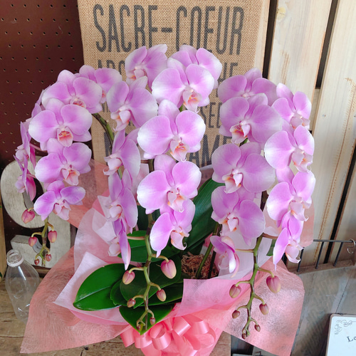 クレイフラワー淡いピンクの胡蝶蘭鉢花 ミニ胡蝶蘭 1本立ち 蘭 胡蝶蘭