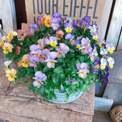 現品SALE♡【アンティークカラービオラ寄せ植え】おしゃれな