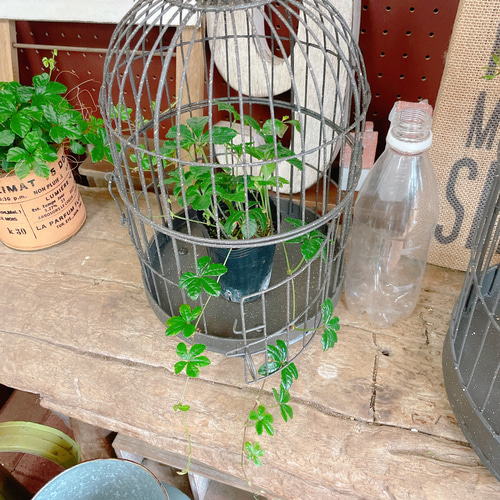 オシャレな鳥かご♡ラウンド小【インテリア雑貨ガーデン雑貨】ジャンク