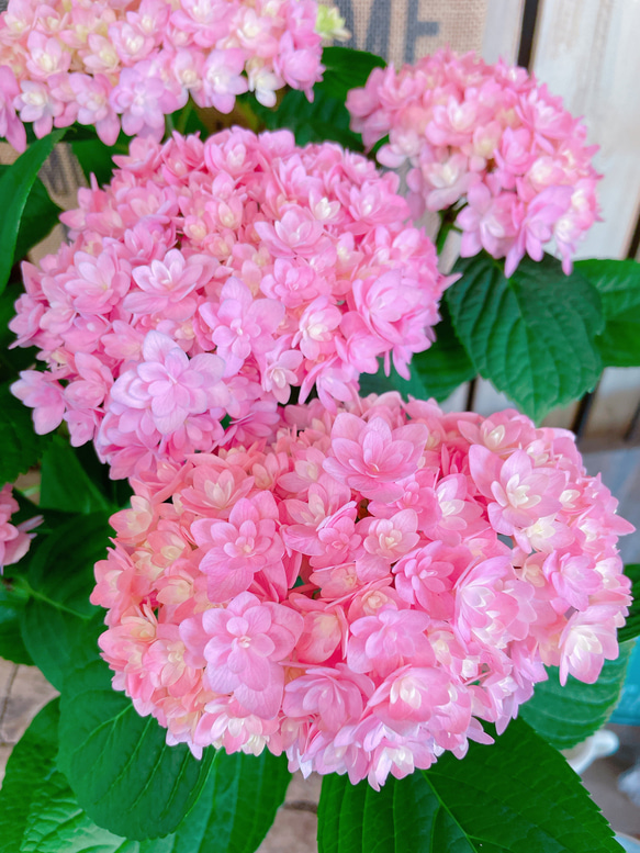 【ごきげんようピンク系あじさい 】お色が可愛い素敵な紫陽花♪人気季節のお花 3枚目の画像