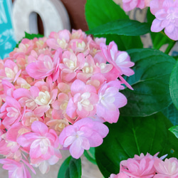 【ごきげんようピンク系あじさい 】お色が可愛い素敵な紫陽花♪人気季節のお花 5枚目の画像