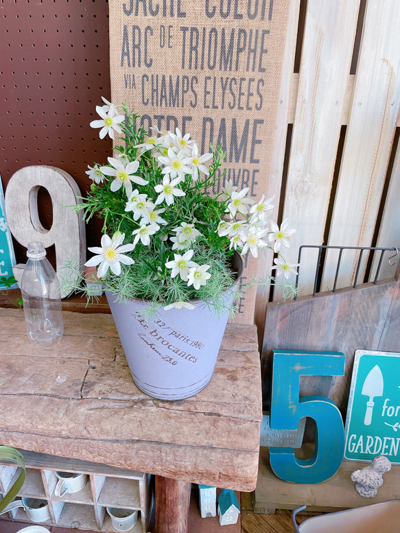 現品SALE♡【春咲きクレマチス寄せ植え】パープルブリキ鉢！ステキな白系のお花♡毎年楽しめます♪ 1枚目の画像