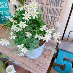 現品SALE♡【春咲きクレマチス寄せ植え】パープルブリキ鉢！ステキな白系のお花♡毎年楽しめます♪ 4枚目の画像