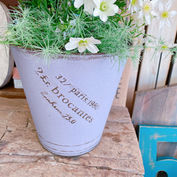 現品SALE♡【春咲きクレマチス寄せ植え】パープルブリキ鉢！ステキな白系のお花♡毎年楽しめます♪ 5枚目の画像