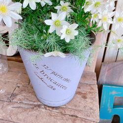 現品SALE♡【春咲きクレマチス寄せ植え】パープルブリキ鉢！ステキな白系のお花♡毎年楽しめます♪ 8枚目の画像