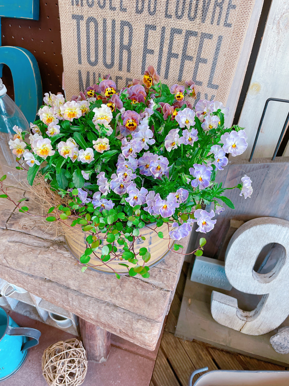 現品SALE♡【フリンジビオラ寄せ植え】おしゃれなガーデニング