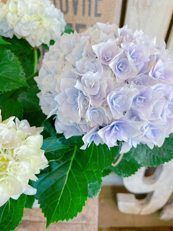 現品♡【ポージブーケエリー 】優しい柔らかいお色が素敵な紫陽花♪人気の季節のお花 3枚目の画像