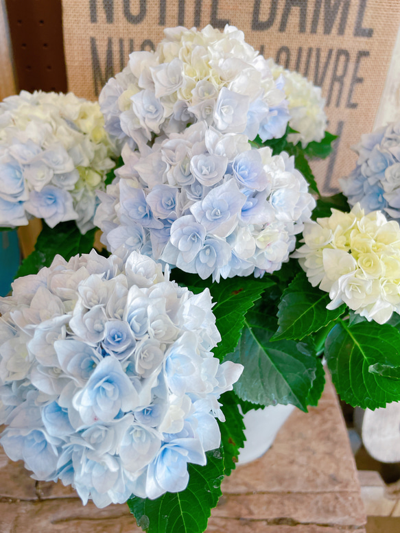 現品♡【ポージブーケエリー 】優しい柔らかいお色が素敵な紫陽花♪人気の季節のお花 7枚目の画像