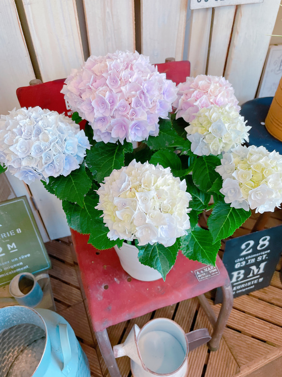 現品♡【ポージブーケエリー 】優しい柔らかいお色が素敵な紫陽花♪人気の季節のお花 2枚目の画像