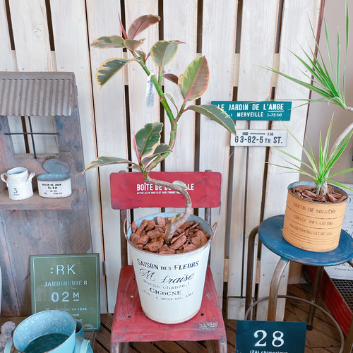 おしゃれインテリアに！斑入りフィカス・ティネケ1【存在感のある一鉢