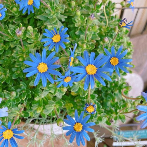 現品SALE♡【ブルーデージー寄せ植え 】ナチュラルガーデン♡白系