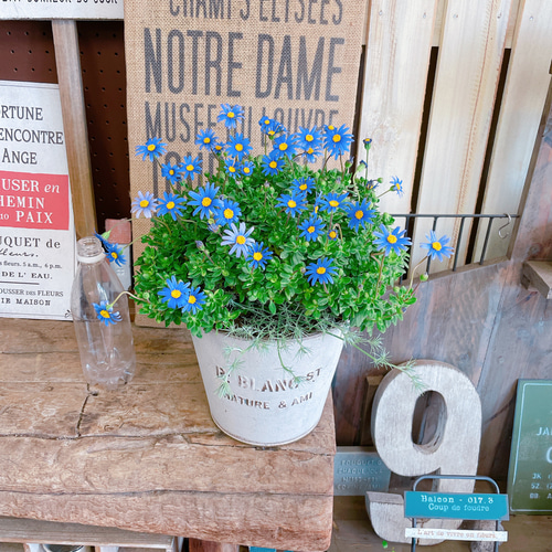 現品SALE♡【ブルーデージー寄せ植え 】ナチュラルガーデン♡白系