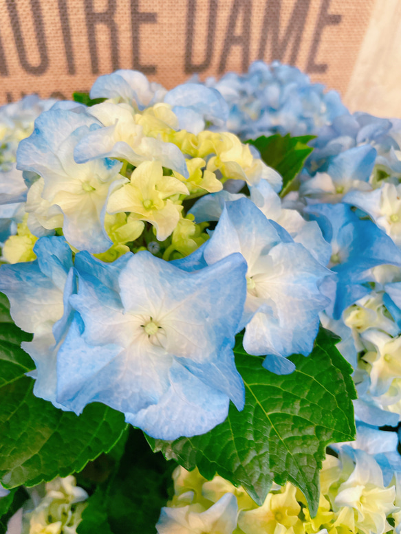 ラスト！空色♡【フリフリ咲きクレイジーテンシア 】優しい柔らかいお色が素敵なブルー系あじさい♪人気の季節のお花 10枚目の画像