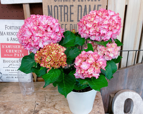 現品♡【マジカルカラードリーム】可愛いピンク色が素敵なアジサイ