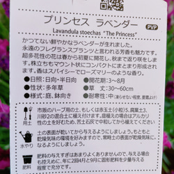 ラスト！人気の品種【プリンセスラベンダー】ナチュラルガーデン♡ボリュームたっぷりサイズ 3枚目の画像