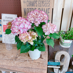 みおり様特別専用ページ　新鮮なアジサイの花房（ピンク・クリーム・緑） 空色のしずく ピンク/あじさい6号鉢 | 三浦園芸