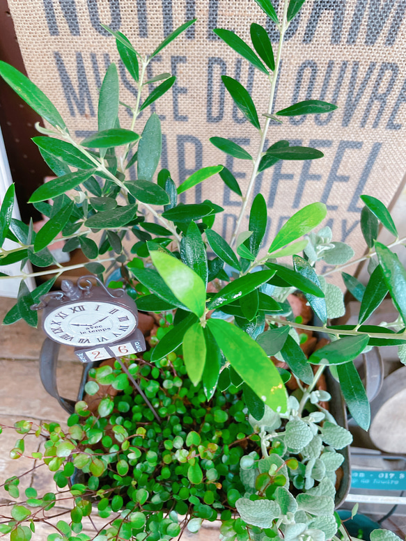 現品のみ♡【オリーブの木寄せ植え】茶系ブリキ鉢♪時計ピックつき！オシャレナチュラルガーデニング 10枚目の画像