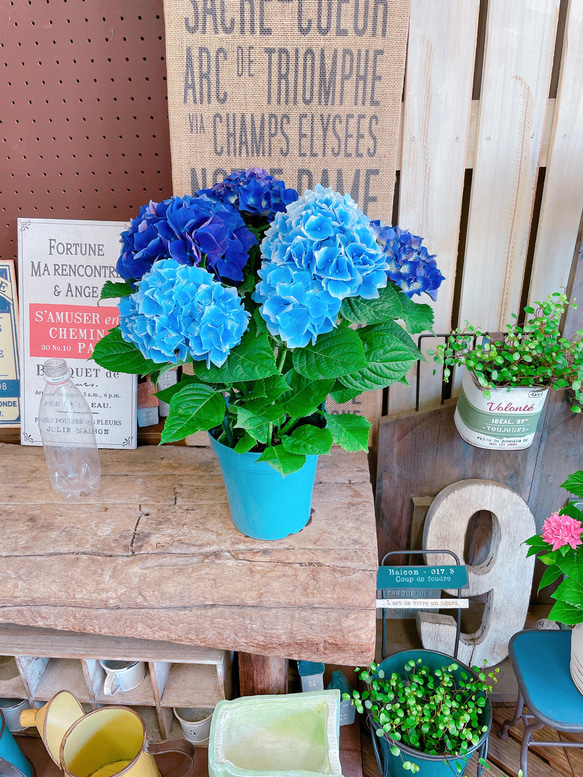 現品♡【青紫あじさい 】ミックスのお色が素敵な紫陽花♪人気季節のお花 5枚目の画像