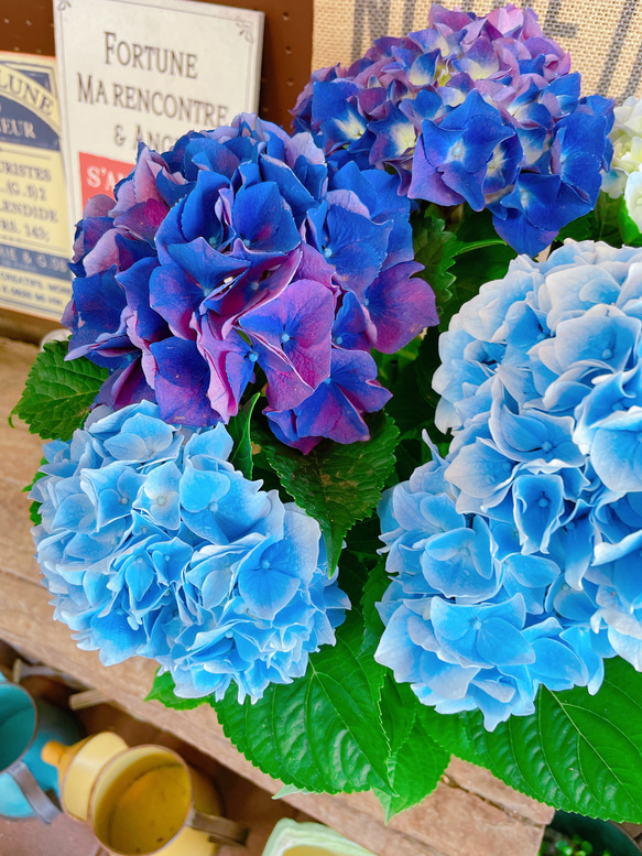 現品♡【青紫あじさい 】ミックスのお色が素敵な紫陽花♪人気季節のお花 7枚目の画像