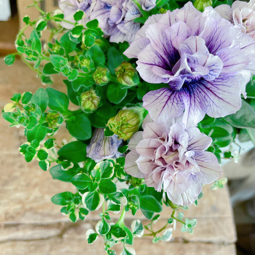 現品♡【八重咲きペチュニア寄せ植え】ホワイト系ブリキ鉢！ナチュラル