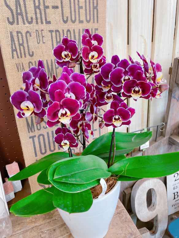 紫色の胡蝶蘭鉢花 Amazon｜ミディ胡蝶蘭 2本立 紫【蘭 鉢花 本物 インテリア ギフト