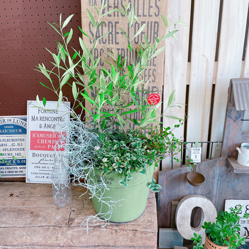 現品のみ♡【オリーブの木グリーン寄せ植え】アイアンピックつき♡緑系
