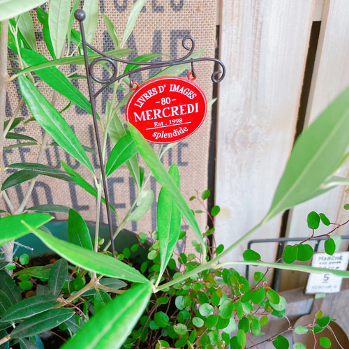 現品のみ♡【オリーブの木グリーン寄せ植え】アイアンピックつき♡緑系